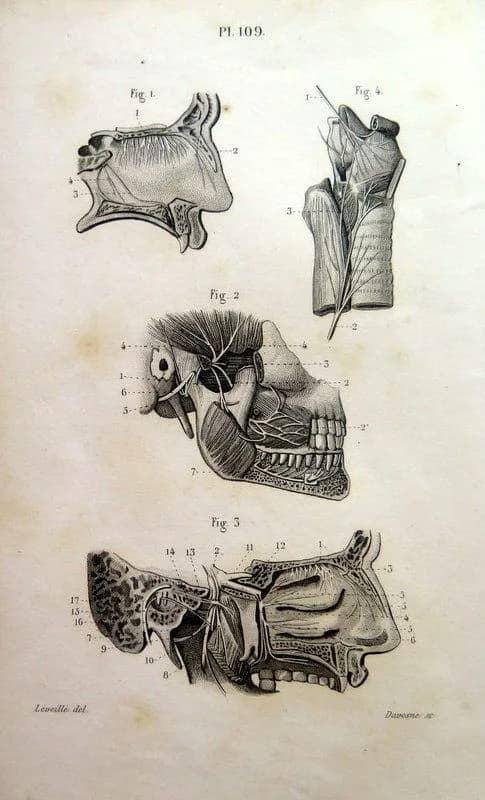 Italian Rhinoplasty technique from Tagliacozzi's 1597 book